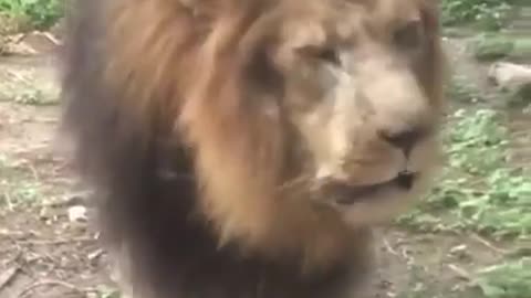 Such a big lion2|beautiful