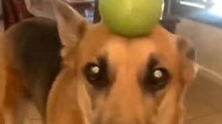 Try not to laugh🤣 Funny animals😹‖ #shorts#funnyvideos