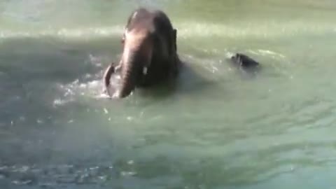 Elephant Playing in Water