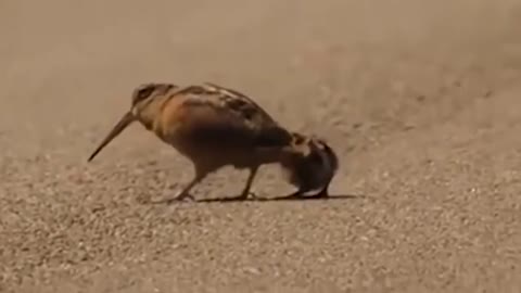 Woodcock Luring Worms _ Song A Day