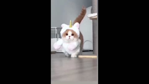 Super Cutie Cat