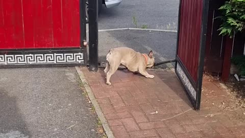 Frenchie Finds a Way to Fit Stick