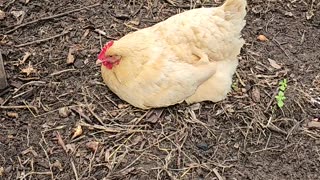 OMC! Overhead Observation: The Nap-tastic Adventures of a Buff Orpington Hen