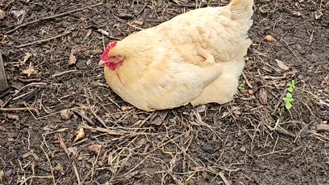 OMC! Overhead Observation: The Nap-tastic Adventures of a Buff Orpington Hen