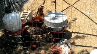 OBP Episode 19 - My Chickens Part 2