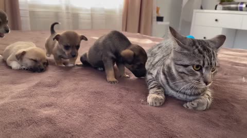 Funny Cat Reaction to Puppies --Kitty sees them for the First Time