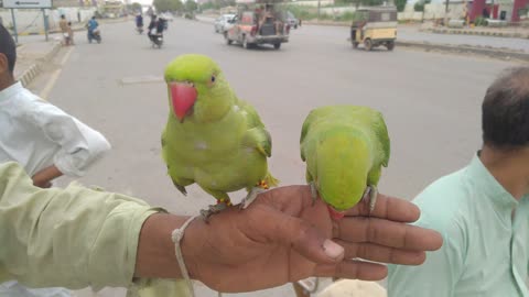 Beautiful Green Parrots