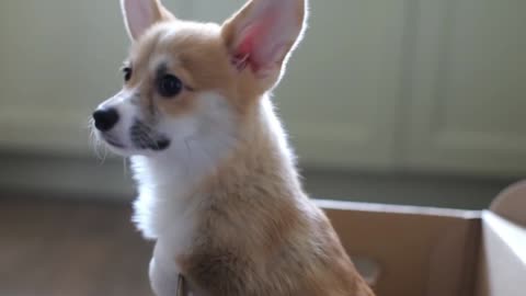 Welsh Corgi Puppy Sits in a Cardboard Box. Gift Puppy