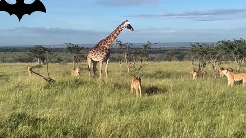 Lions hunt giraffes: Fight against lions to protect their cubs
