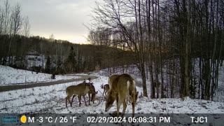 Five Deer