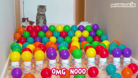 Can Cats Beat Ball Pit Challenge