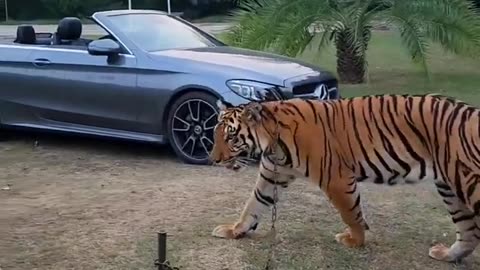 Big Bengal Tiger in Chain - Nouman Hassan