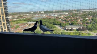 Pigeons visiting