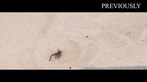 THE BRUTAL BATTLE OF THREE ANT LIONS AND THE TICK! [Live feeding!]-19