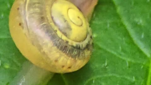 Mini snail close-up / beautiful snail with house on a leaf.