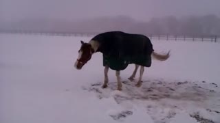 Horse and dog play in the show