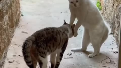 Cats funny fight each other full funny video