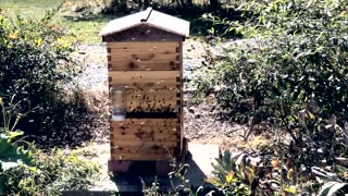 Bees Preparing To Swarm