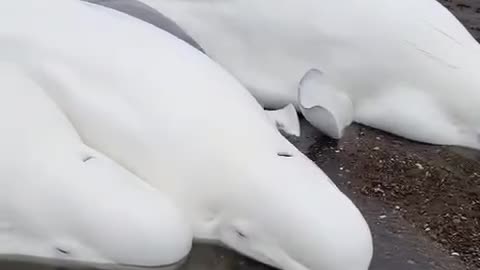😍😍😍 Four beluga whale adults and a calf,
