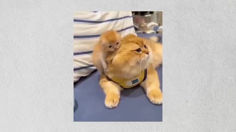 Funny cats and clumsy mom cats 😻😸talking cats