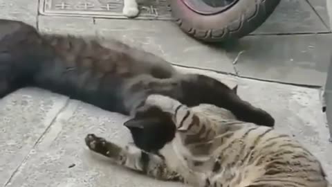 She Cheating With Him 🥲🥹 #cats #cat #funnyanimal #adorablepets #catlover #funnycat #catcompilation