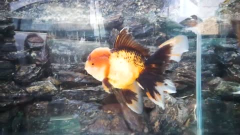 The most beautiful Oranda Goldfish-12
