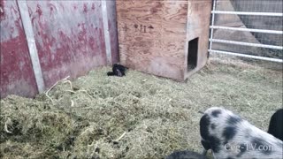 Graham Family Farm: Surprise Piglets