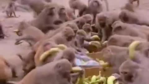 Bananas are monkeys' favorite. It's nice to see them.