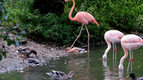 Flamingo - pink - animal - birds - feeder - pond - water - plant - ducks - nature