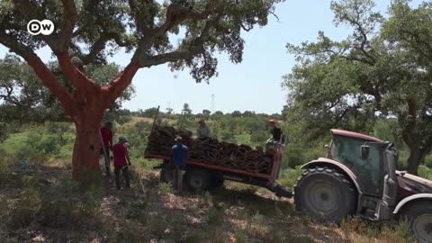 Sustainable cork: How it's harvested and what it can do | Focus on Europe