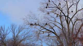 Bald Eagle: America’s Fursona