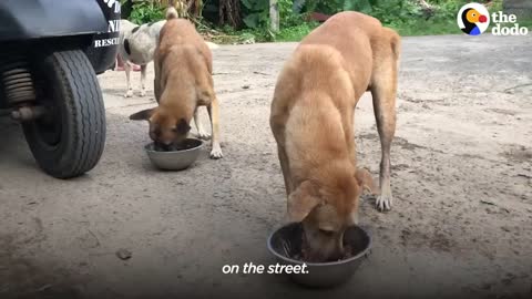 Street Puppy Runs Into Her New Dad's Arms | The Dodo Heroes