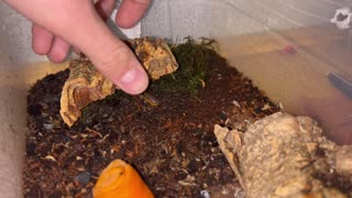 Clown Isopods (armadillidium klugii)