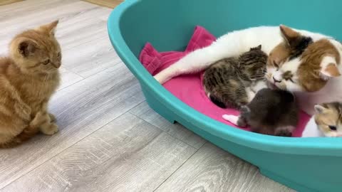 Adopted kitten Meow watches mother cat take care of her kittens and wash them