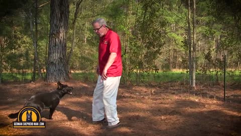 Puppy Leash Training... You HAVE to watch this one!!! GSM & Major