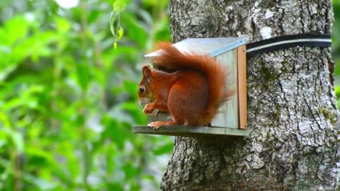 squirrels in the tree house eating the food