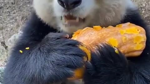 Giant panda eats pumpkin #panda #Redpanda #bigpanda #shorts