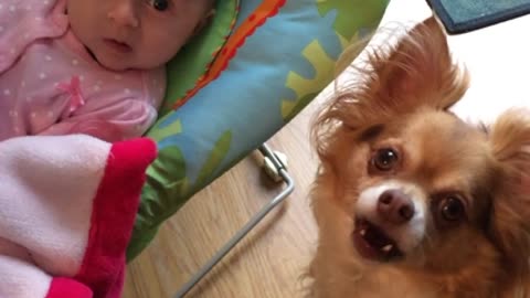 Chihuahua bounces newborn baby in her bouncy chair