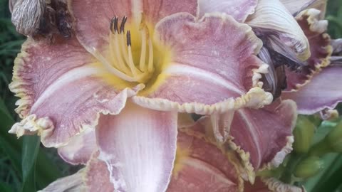 The giant daylily has almost bloomed