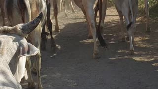 Cow in a group going to roam in village