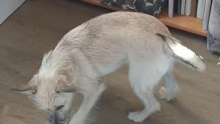 Cute puppy plays like a cat :-)