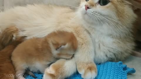 British Shorthair Kitten 7 Days After Birth | Cute Newborn Kitten