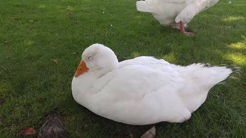 Sam the Goose Accidentally Honking Himself Awake