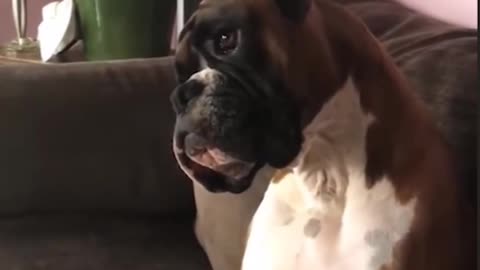 cute dog watching tv