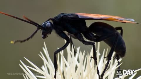 9 Weirdest Insects On Earth