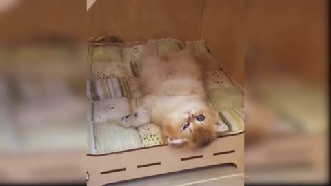 Cute Kittens - Animal Funny Videos