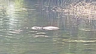 My 1st Texas Alligator Huntsville State Park