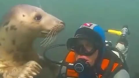 Cute seal wants to play