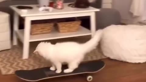 Clever kitty Funny Video