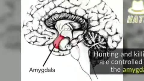 Mice test proves the power of frequency on behaviour